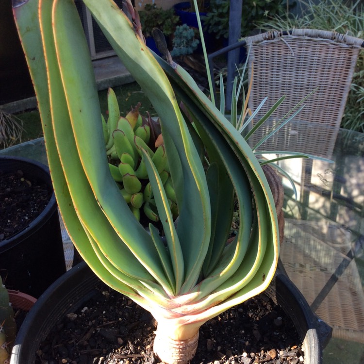 Plant image Aloe Plicatilis