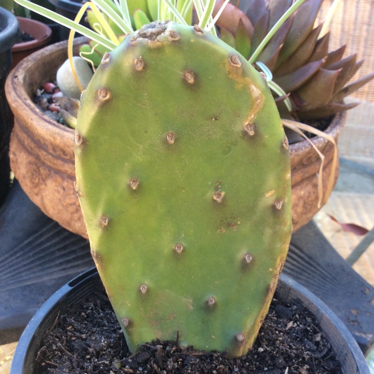 Plant image Opuntia ellisiana