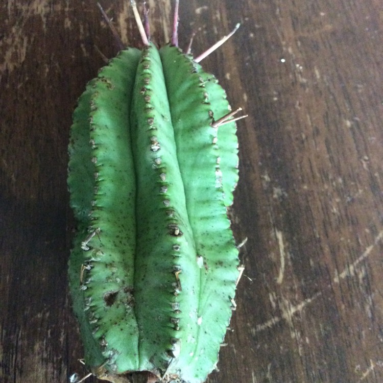 Plant image Euphorbia Polygona