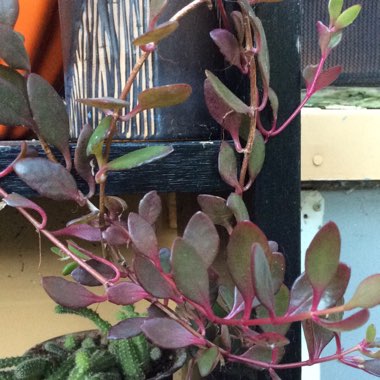 Kalanchoe uniflora 'Freedom Bells'