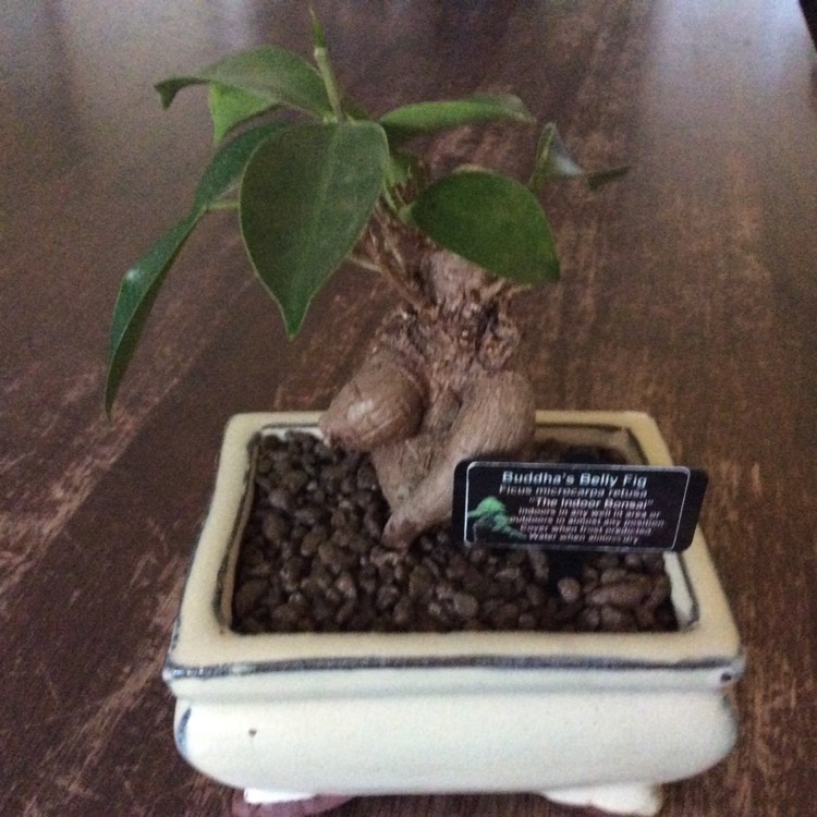 Plant image Ficus Microcarpa Retusa