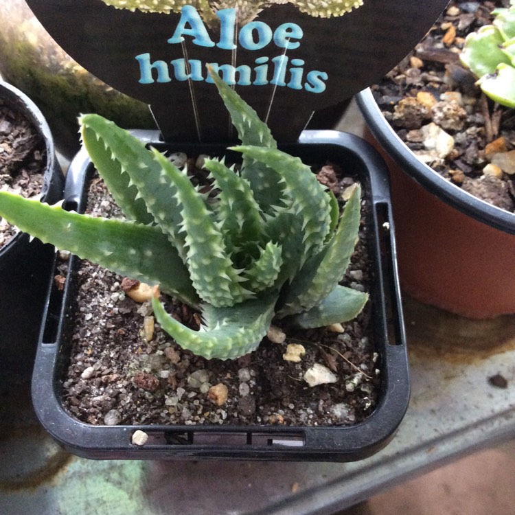 Plant image Aloe humilis