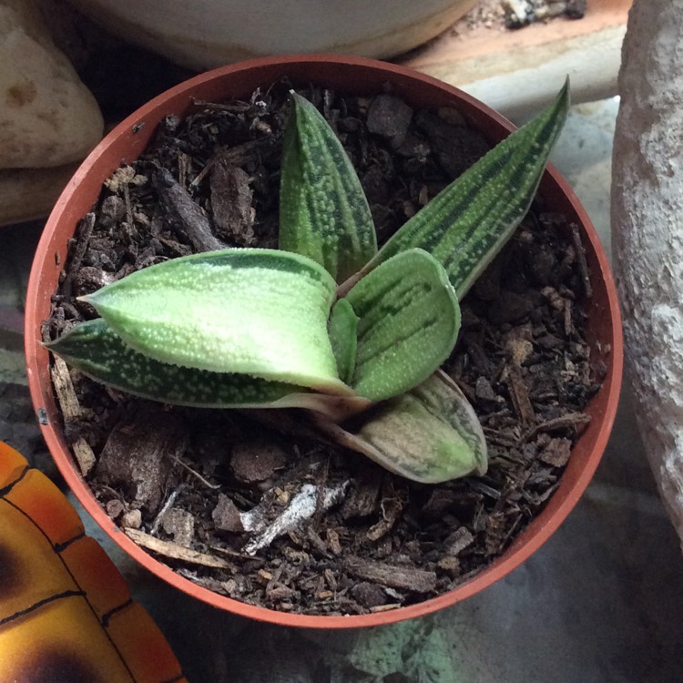 Plant image x Gasteraloe 'Green Ice'