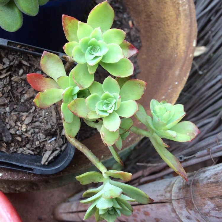 Plant image Sedum Palmerii