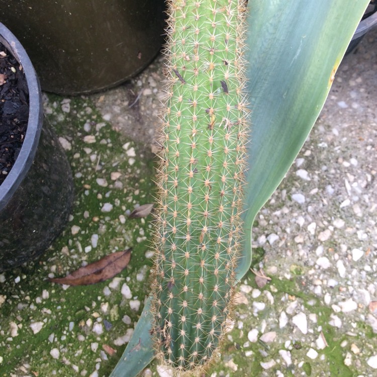 Plant image Trichocereus spachianus