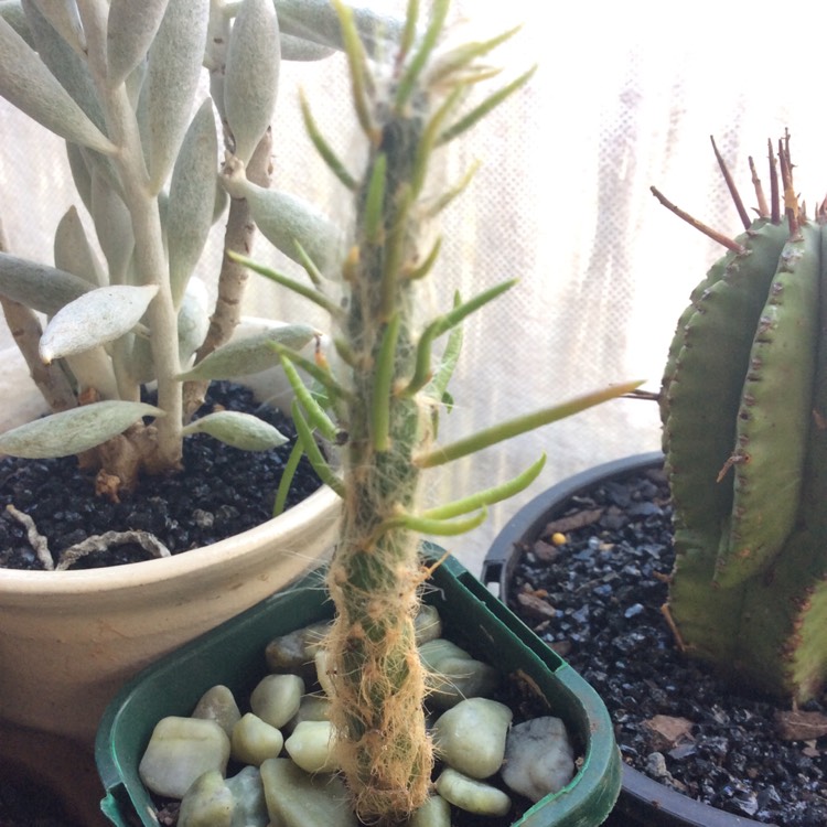 Plant image Austrocylindropuntia vestita