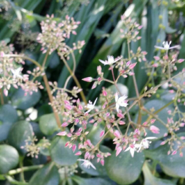 Plant image Crassula multicava