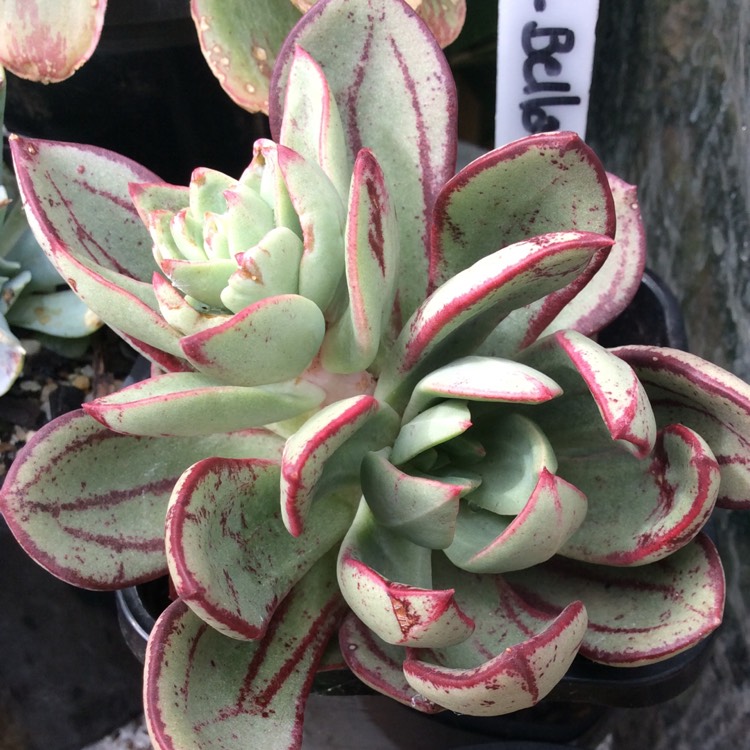 Plant image Echeveria Bella Rouge