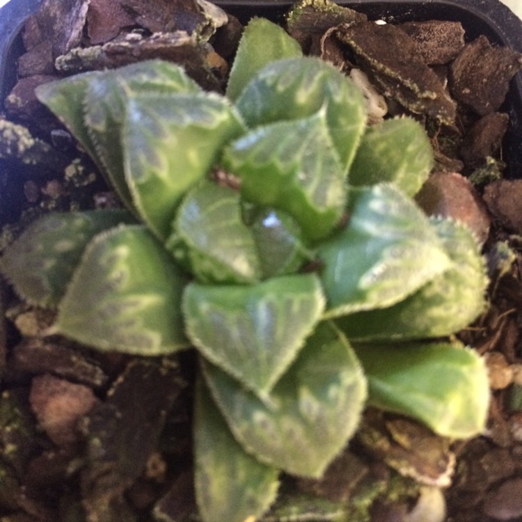 Plant image Haworthia Zhishou