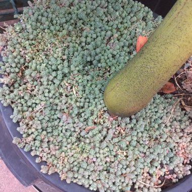 Sedum Dasyphyllum