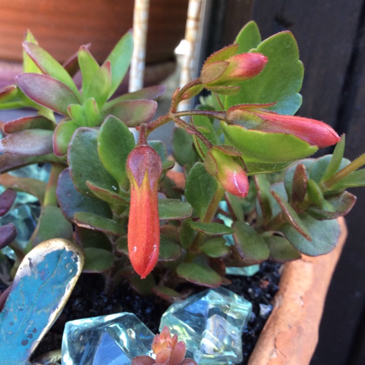 Plant image Kalanchoe Manginii