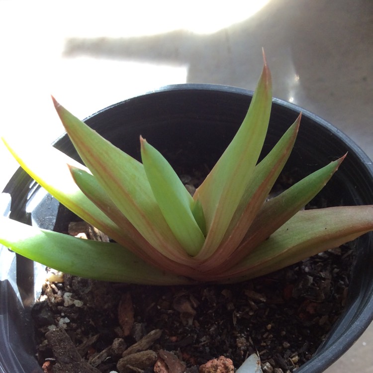 Plant image Aloe 'Walmsley's Blue'