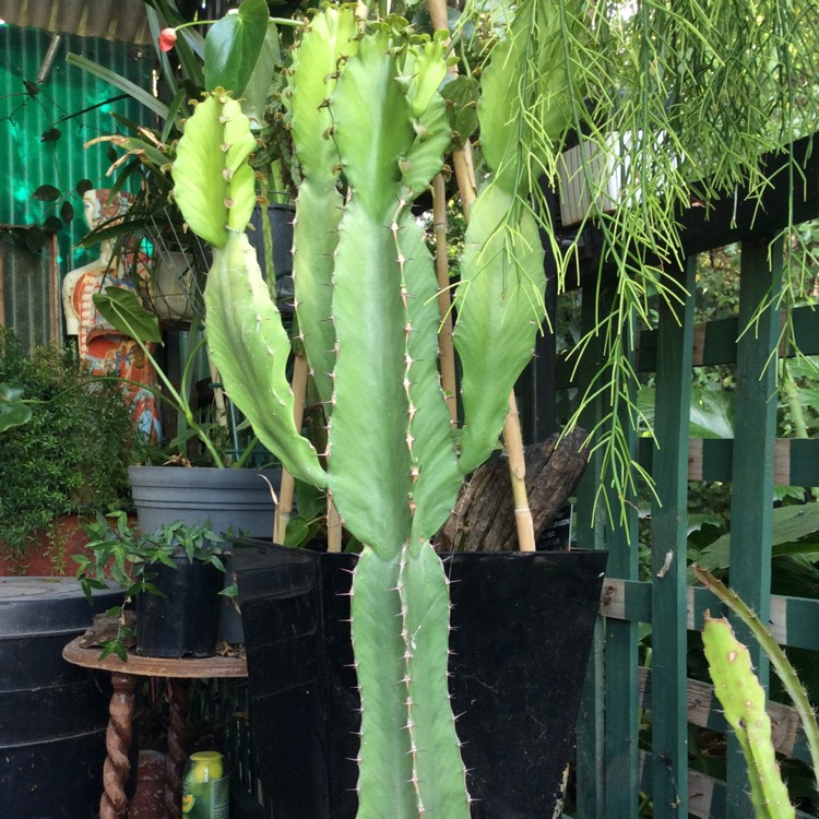 Euphorbia acrurensis, Desert Candle - uploaded by @jobakes