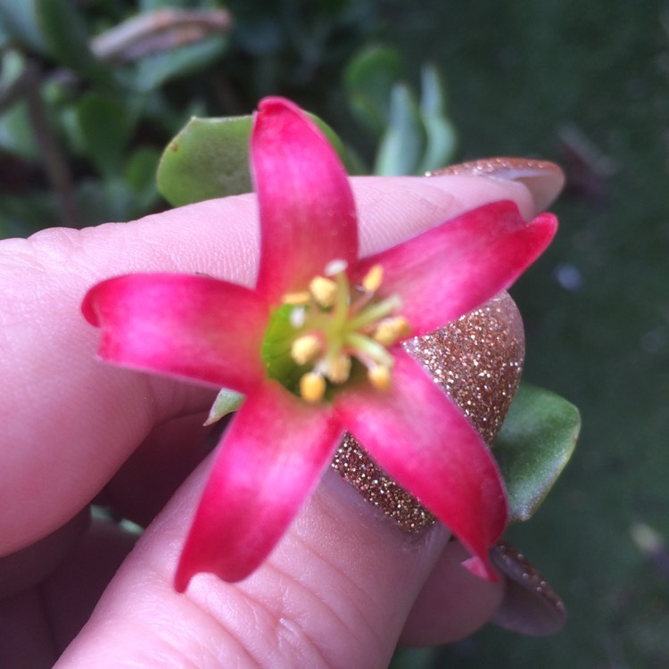 Plant image Cotyledon Papillaris