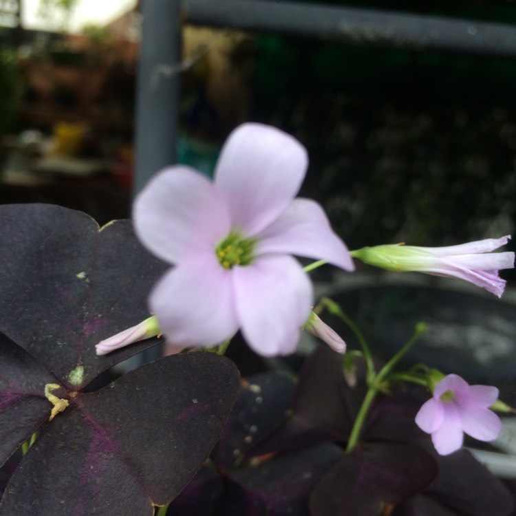 Plant image Oxalis regnellii var. triangularis