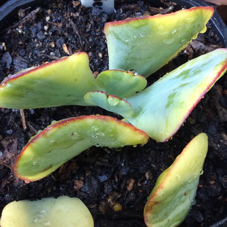 Plant image Crassula arborescens subsp. undulatafolia 'Bluebird Varigata'