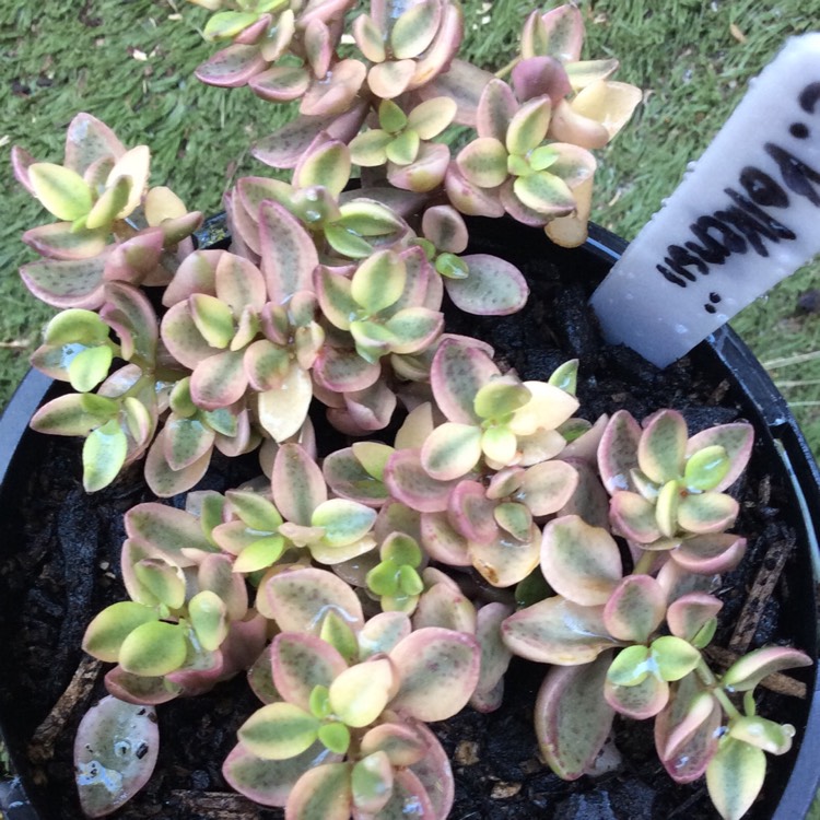 Plant image Crassula Volkensii f. Variegata