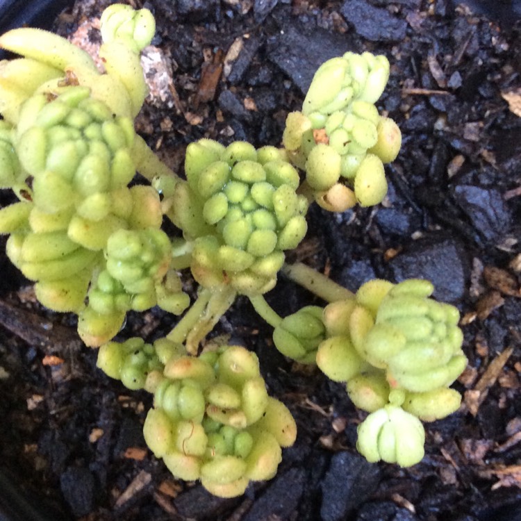 Plant image Sedum hirsutum subsp. baeticum