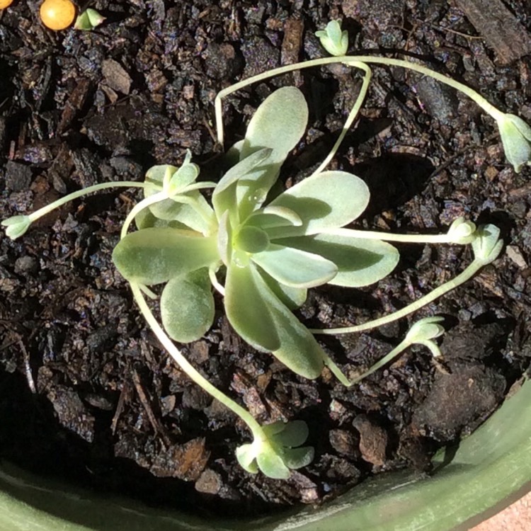 Plant image Orostachys Boehmeri Variegata