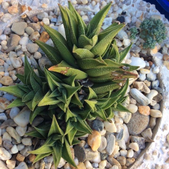 Plant image Haworthiopsis viscosa syn. Haworthia viscosa