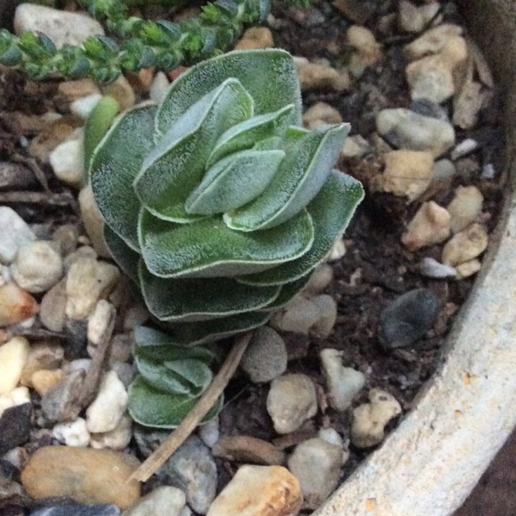 Plant image Crassula pangolin