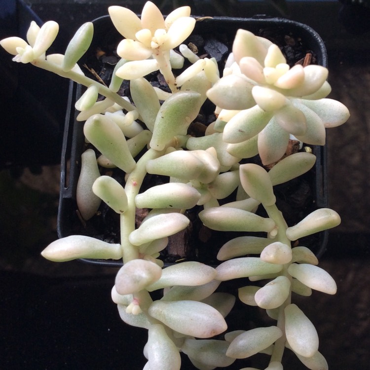 Plant image Graptopetalum Mirinae Variegata