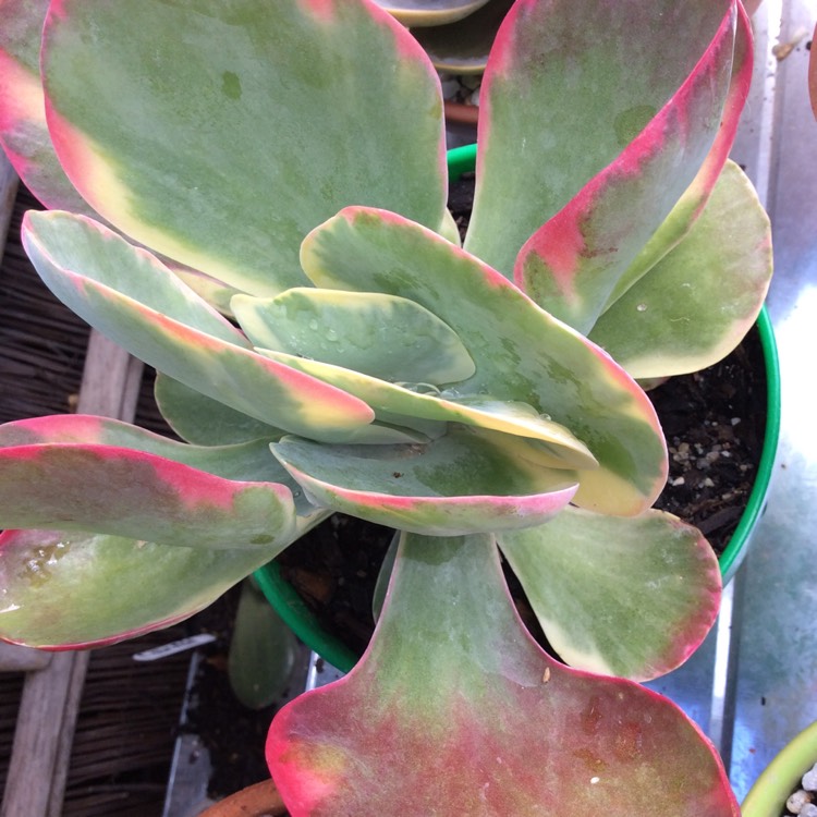 Plant image Kalanchoe Thyrsiflora Variegated