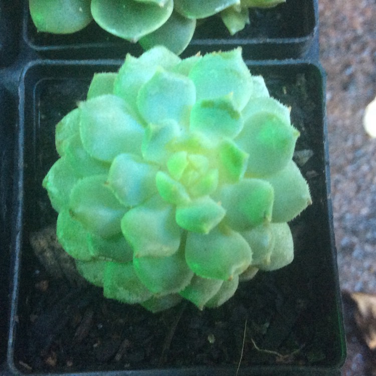 Plant image Echeveria Derosa