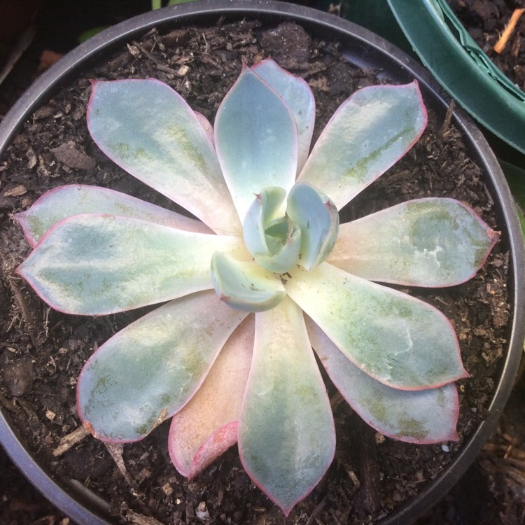 Plant image Echeveria Hera