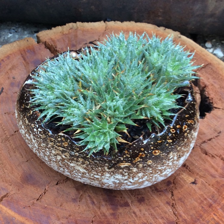 Plant image Deuterocohnia brevifolia