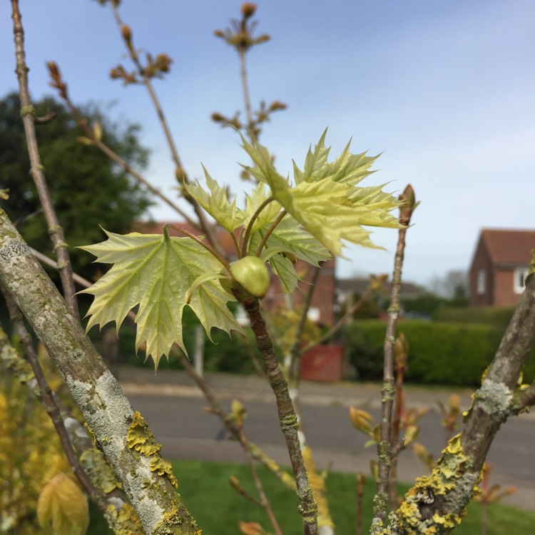 Plant image Acer platanoides 'Drummondii'