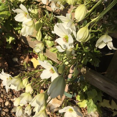 Clematis 'Early Sensation'