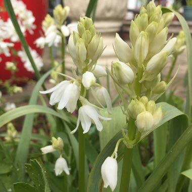 Hyacinthoides non-scripta long-bracteate, white-flowered