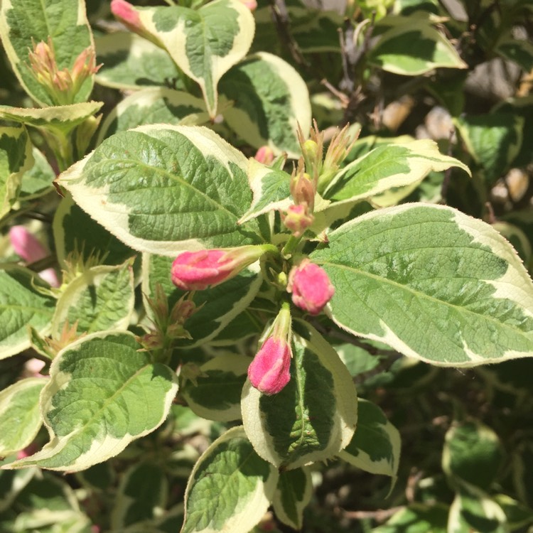 Plant image Weigela 'Kosteriana Variegata'