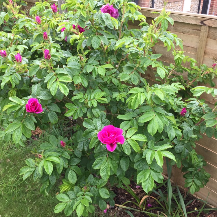 Plant image Rosa acicularis syn. Rosa korsakoviensis, Rosa moscovita, Rosa sichotealinensis, Rosa taquetii