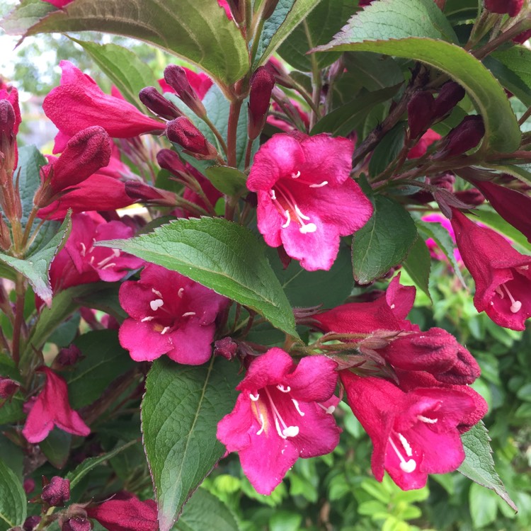 Plant image Weigela 'Bristol Ruby'