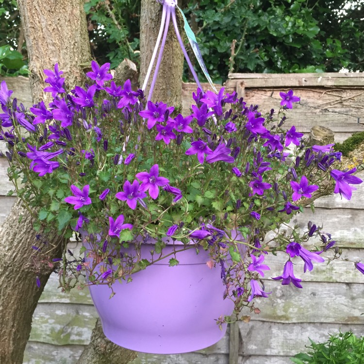 Plant image Campanula 'Purple Sensation'