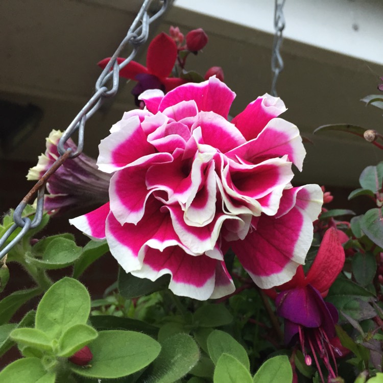 Plant image Petunia 'Pirouette Red'