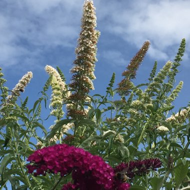 Butterfly Bush