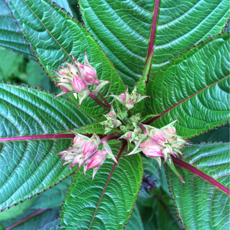 Plant image Impatiens tinctoria