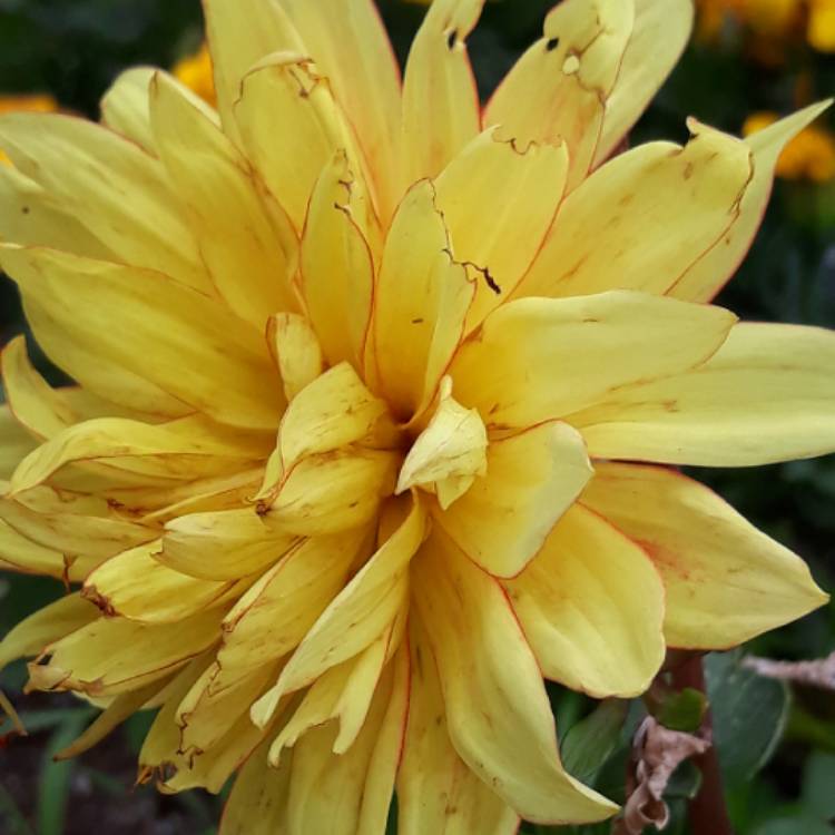 Plant image Dahlia 'Procyon'