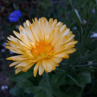 Tickseed 'Early Sunrise'