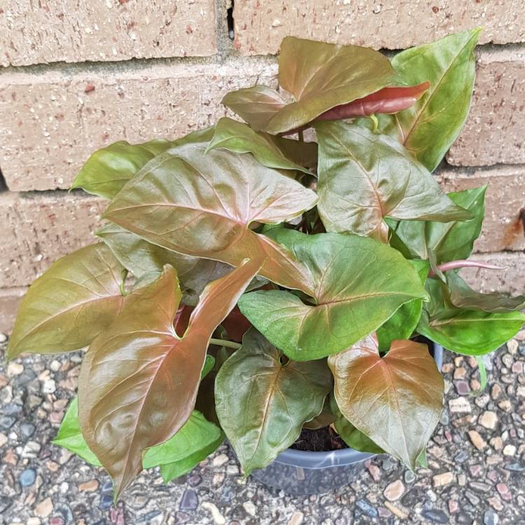 Plant image Syngonium podophyllum 'Bronze'