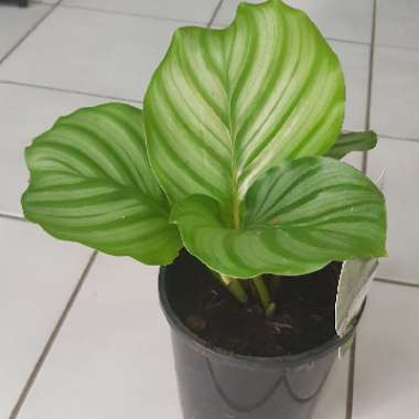 Calathea Orbifolia