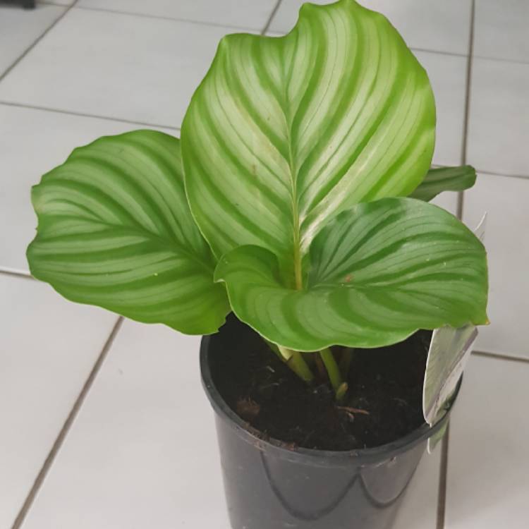 Plant image Calathea Orbifolia