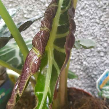 Alocasia x amazonica 'Polly'