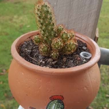 Mammillaria elongata 'Copper King'