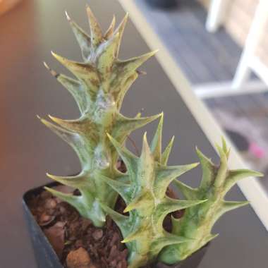 Stapelia dummeri syn. orbea dummeri