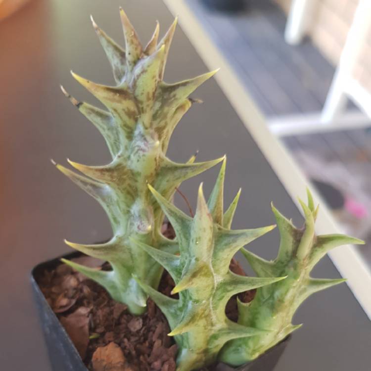 Plant image Stapelia dummeri syn. orbea dummeri