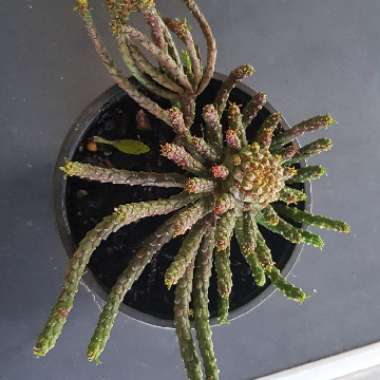 Euphorbia Flanaganii